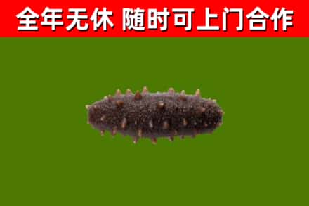 天镇县回收海参干